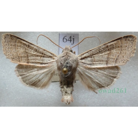 Agrochola humilis (Denis & Schiffermüller, 1775) Czech64j